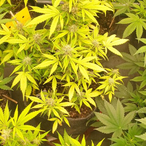 Moby Dick 2. ((Bonsai)) growlog timeline photo