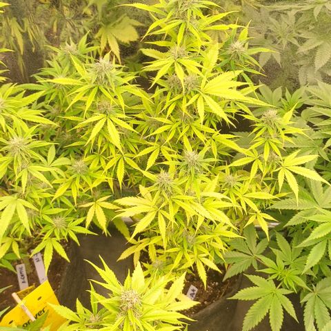 Moby Dick 2. ((Bonsai)) growlog timeline photo