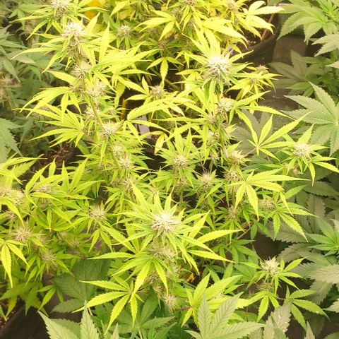 Moby Dick 2. ((Bonsai)) growlog timeline photo