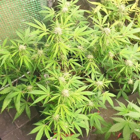 Moby Dick 2. ((Bonsai)) growlog timeline photo