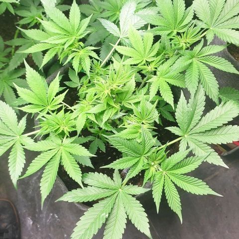 Moby Dick 2. ((Bonsai)) growlog timeline photo