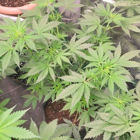 Moby Dick 2. ((Bonsai)) growlog timeline photo