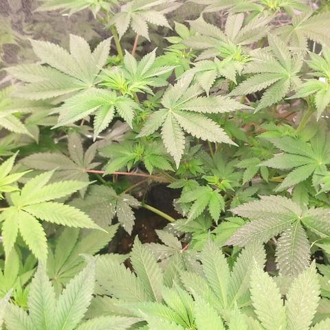Moby Dick 2. ((Bonsai)) growlog timeline photo