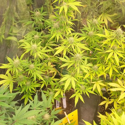 Moby Dick 2. ((Bonsai)) growlog timeline photo