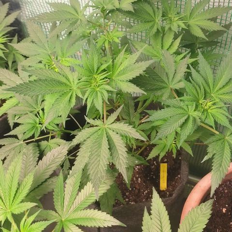 Moby Dick 2. ((Bonsai)) growlog timeline photo