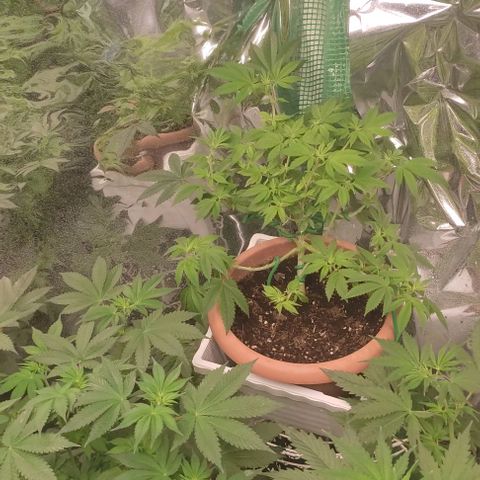 Moby Dick 2. ((Bonsai)) growlog timeline photo