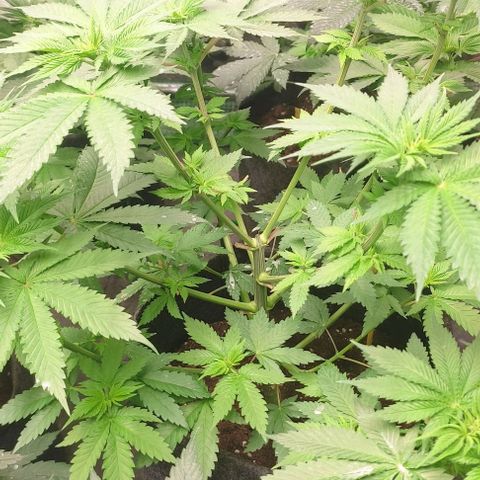 Moby Dick 2. ((Bonsai)) growlog timeline photo