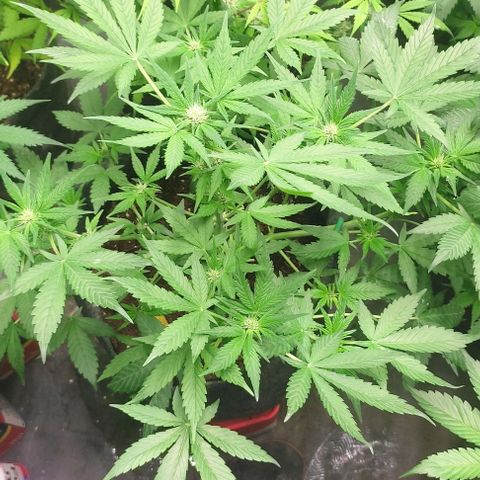 Moby Dick 2. ((Bonsai)) growlog timeline photo