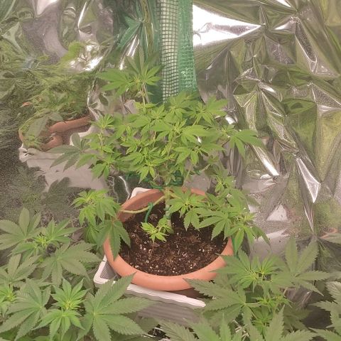 Moby Dick 1. ((Bonsai)) growlog photo: Bonsai