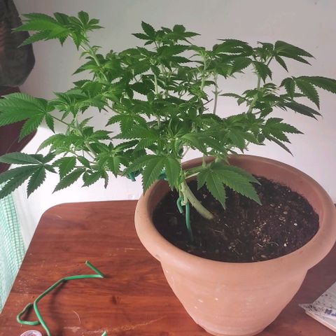 Moby Dick 1. ((Bonsai)) growlog photo: Bonsai