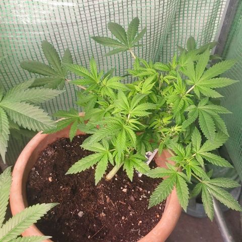 Moby Dick 1. ((Bonsai)) growlog photo: Bonsai