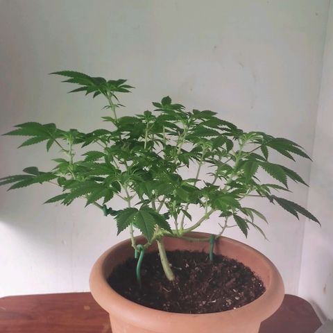 Moby Dick 1. ((Bonsai)) growlog photo: Bonsai