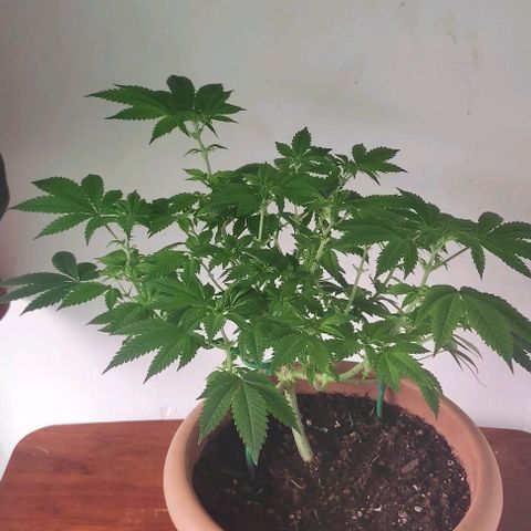 Moby Dick 1. ((Bonsai)) growlog photo: Bonsai