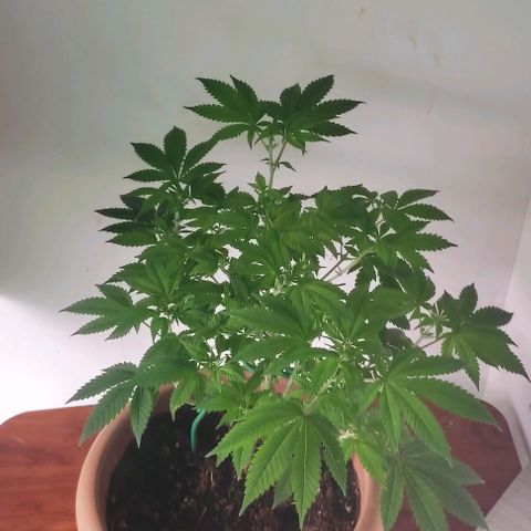 Moby Dick 1. ((Bonsai)) growlog photo: Bonsai