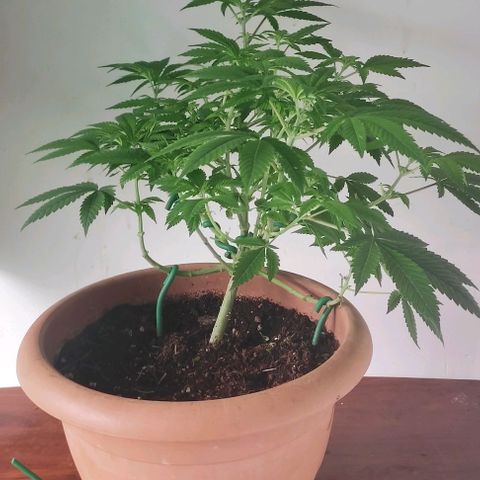 Moby Dick 1. ((Bonsai)) growlog photo: Bonsai