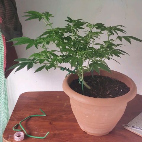Moby Dick 1. ((Bonsai)) growlog photo: Bonsai