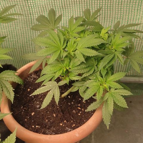 Moby Dick 2. ((Bonsai)) growlog timeline photo