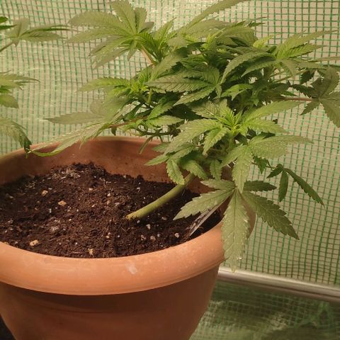 Moby Dick 2. ((Bonsai)) growlog timeline photo