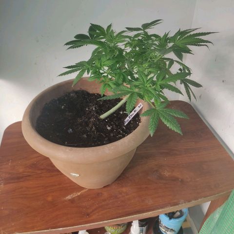 Moby Dick 2. ((Bonsai)) growlog timeline photo