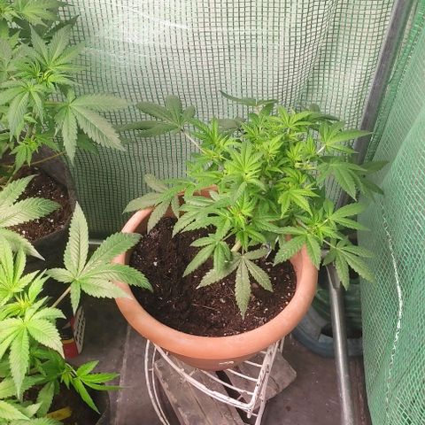 Moby Dick 2. ((Bonsai)) growlog timeline photo