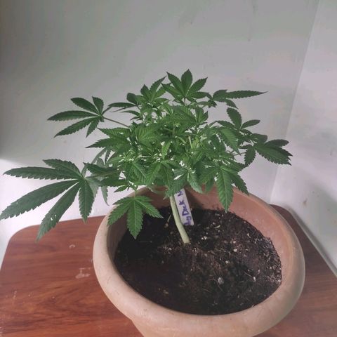 Moby Dick 2. ((Bonsai)) growlog timeline photo