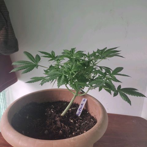 Moby Dick 2. ((Bonsai)) growlog timeline photo