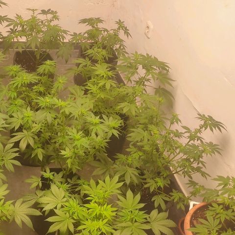 Moby Dick 2. ((Bonsai)) growlog timeline photo