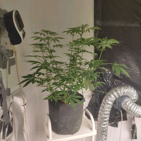 White cheese  #4 growlog timeline photo