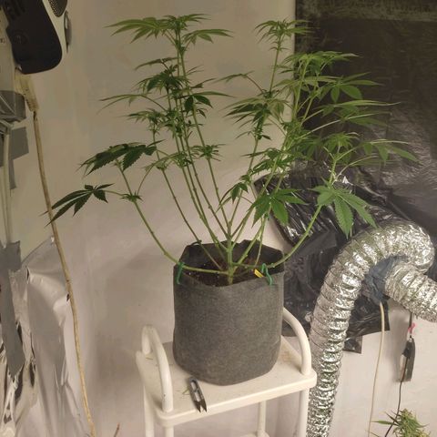 White cheese  #4 growlog photo: Después del Lollipoping 