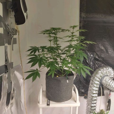 White Cheese  #5 growlog timeline photo