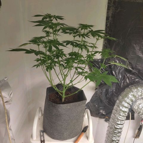 White Cheese  #5 growlog timeline photo