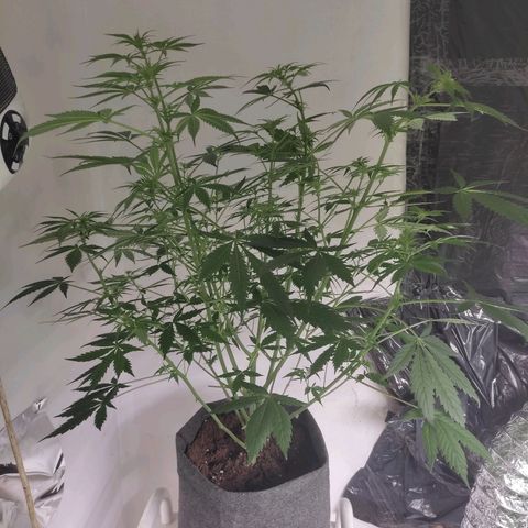 Original GB 1 growlog timeline photo
