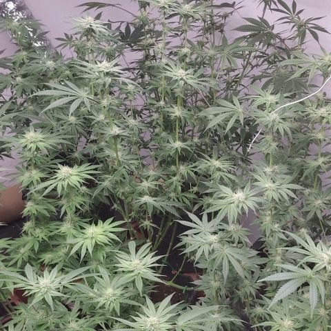 Moby Dick 2. ((Bonsai)) growlog timeline photo