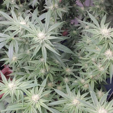 Moby Dick 2. ((Bonsai)) growlog timeline photo