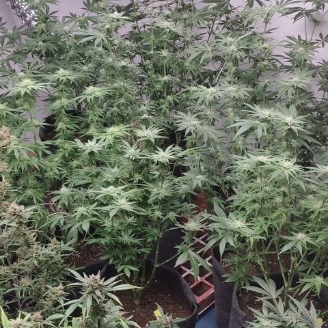 Moby Dick 2. ((Bonsai)) growlog timeline photo
