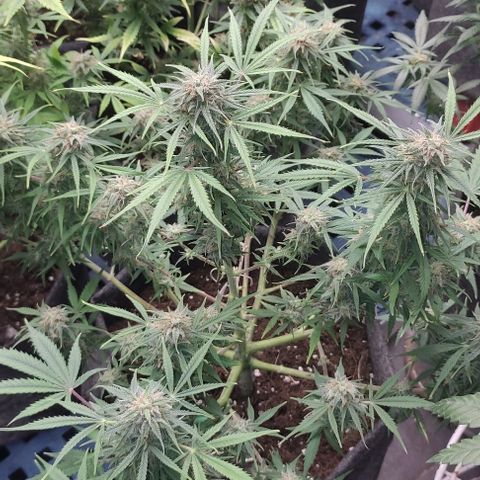 Moby Dick 2. ((Bonsai)) growlog timeline photo