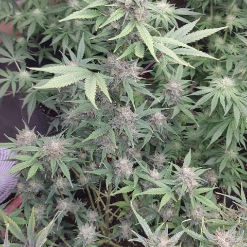 Moby Dick 2. ((Bonsai)) growlog timeline photo