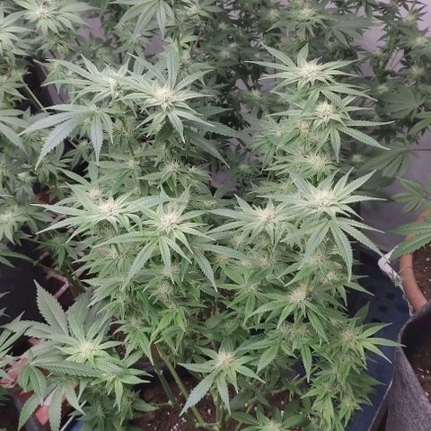 Moby Dick 2. ((Bonsai)) growlog timeline photo