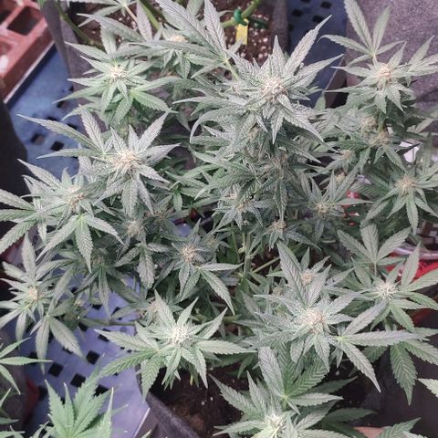 Moby Dick 2. ((Bonsai)) growlog timeline photo