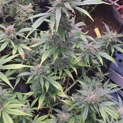 Moby Dick 2. ((Bonsai)) growlog timeline photo
