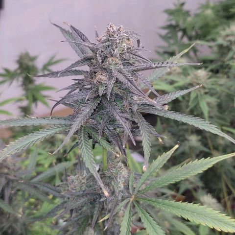 Moby Dick 2. ((Bonsai)) growlog timeline photo