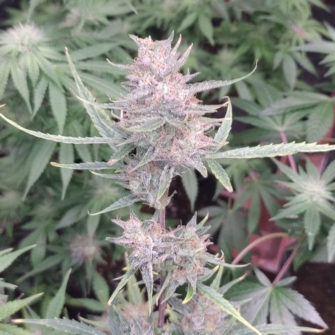 Moby Dick 2. ((Bonsai)) growlog timeline photo