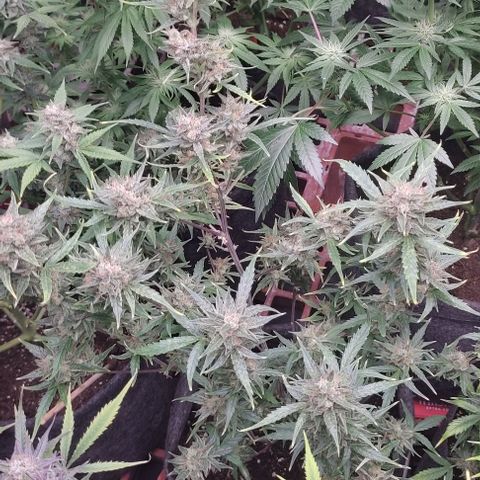 Moby Dick 2. ((Bonsai)) growlog timeline photo