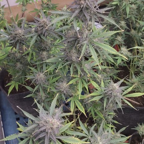 Moby Dick 2. ((Bonsai)) growlog timeline photo