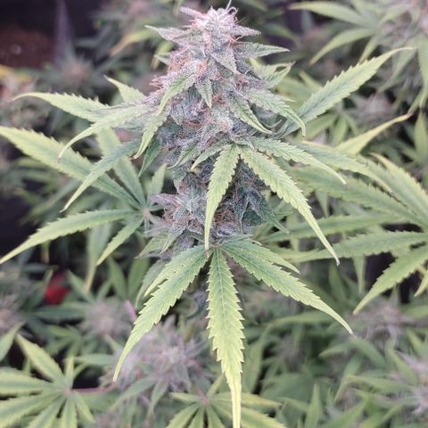 Moby Dick 2. ((Bonsai)) growlog timeline photo