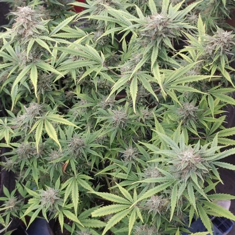 Moby Dick 2. ((Bonsai)) growlog timeline photo