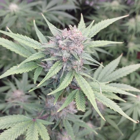 Moby Dick 2. ((Bonsai)) growlog timeline photo