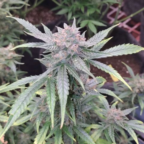 Moby Dick 2. ((Bonsai)) growlog timeline photo