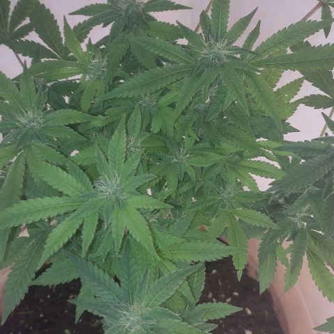 Moby Dick 2. ((Bonsai)) growlog timeline photo