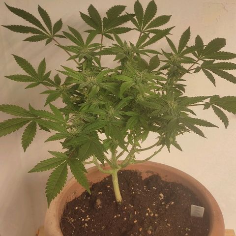 Moby Dick 2. ((Bonsai)) growlog timeline photo